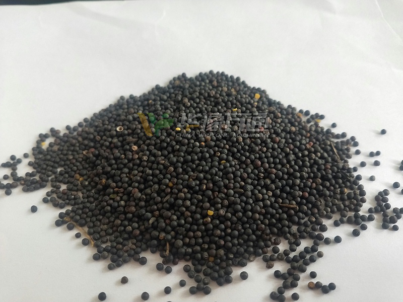 油菜籽原糧 油菜籽原糧